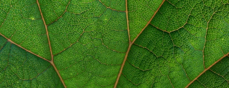 Vorwerk: Foto: Eine Nahaufnahme von einem Blatt.