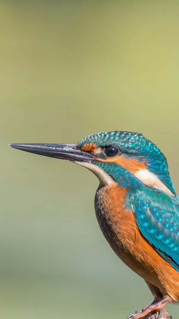 Vorwerk: Foto: Das Bild zeigt einen wunderschönen Eisvogel in Nahaufnahme.